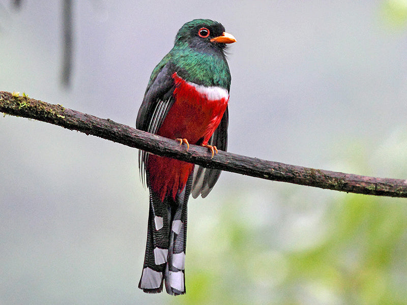 masked-trogon-800