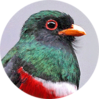 masked-trogon-head