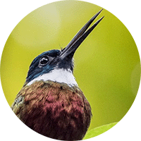 purplish-jacamar