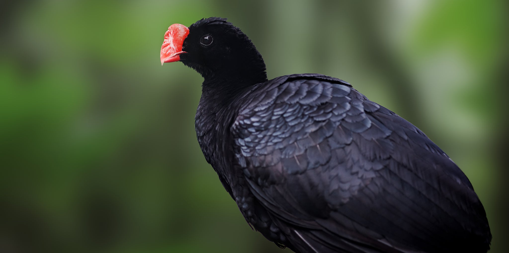 razor-billed-curassow-2048-GettyImages-2018103939