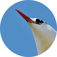 red-tailed-tropicbird-head