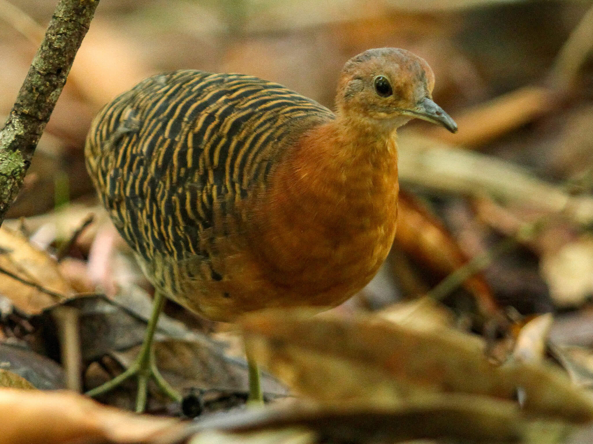 rusty-tinamou-2400-ebird