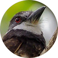 sooty-capped-puffbird-head