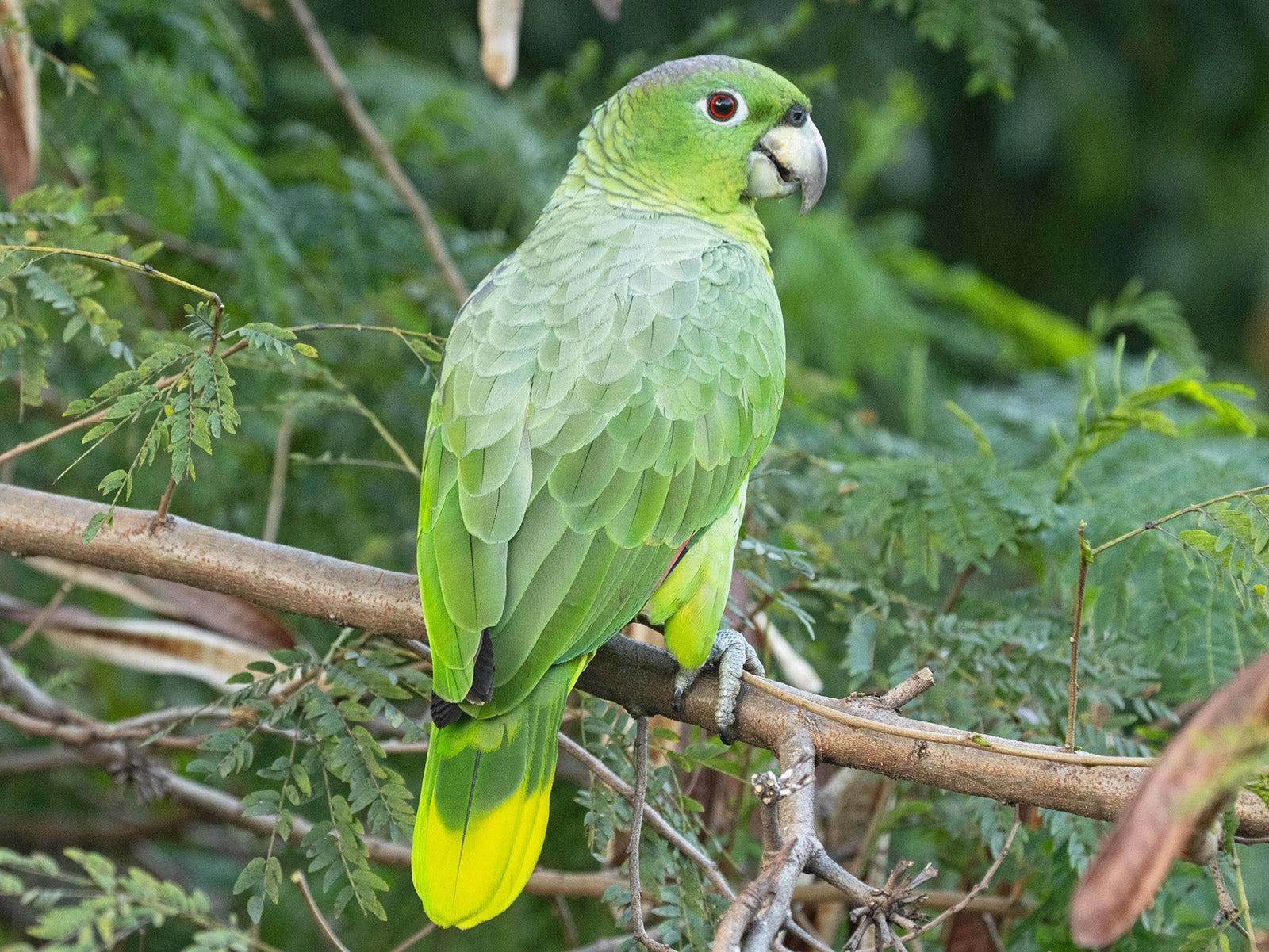 southern-mealy-amazon-1600