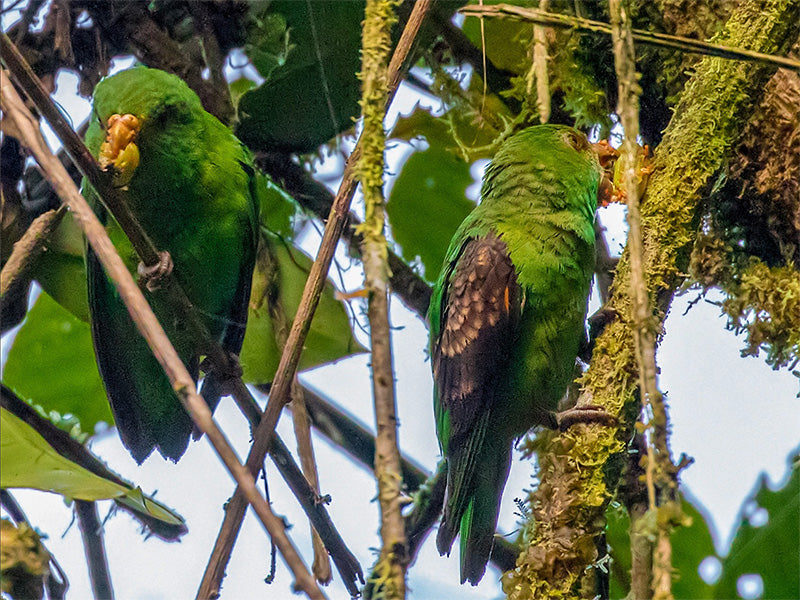 spot-winged-parrotlet-800