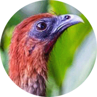 variable-chachalaca
