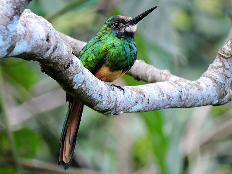 white-chinned-jacamar-800
