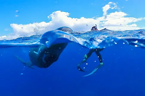 diving-with-whales
