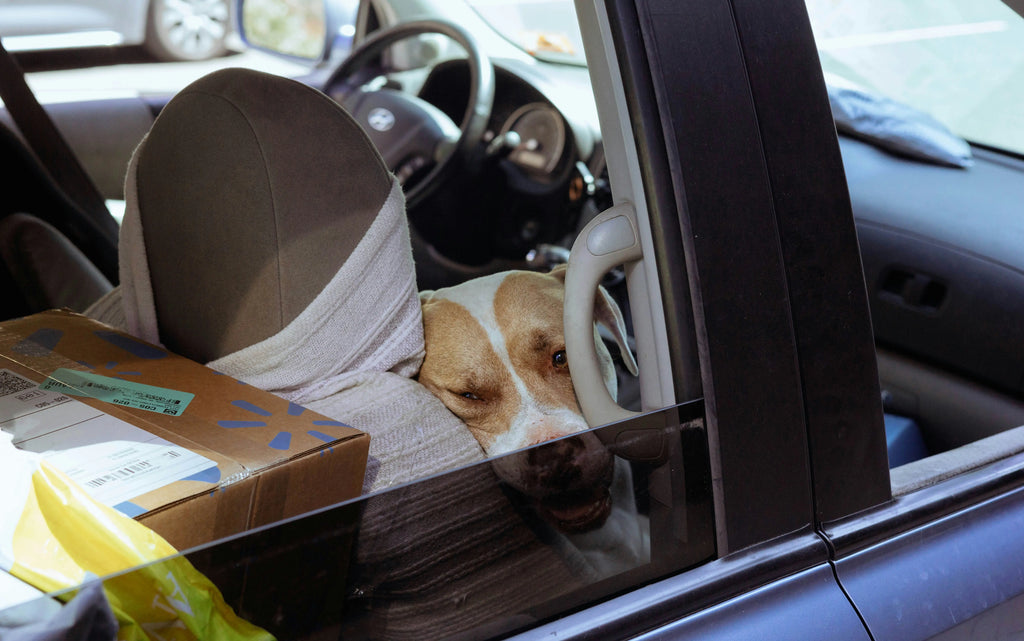 Traveling with Pets: Essential Tips for a Safe and Fun Road Trip-4
