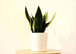 Sansevieria  Schwiegermutterzunge