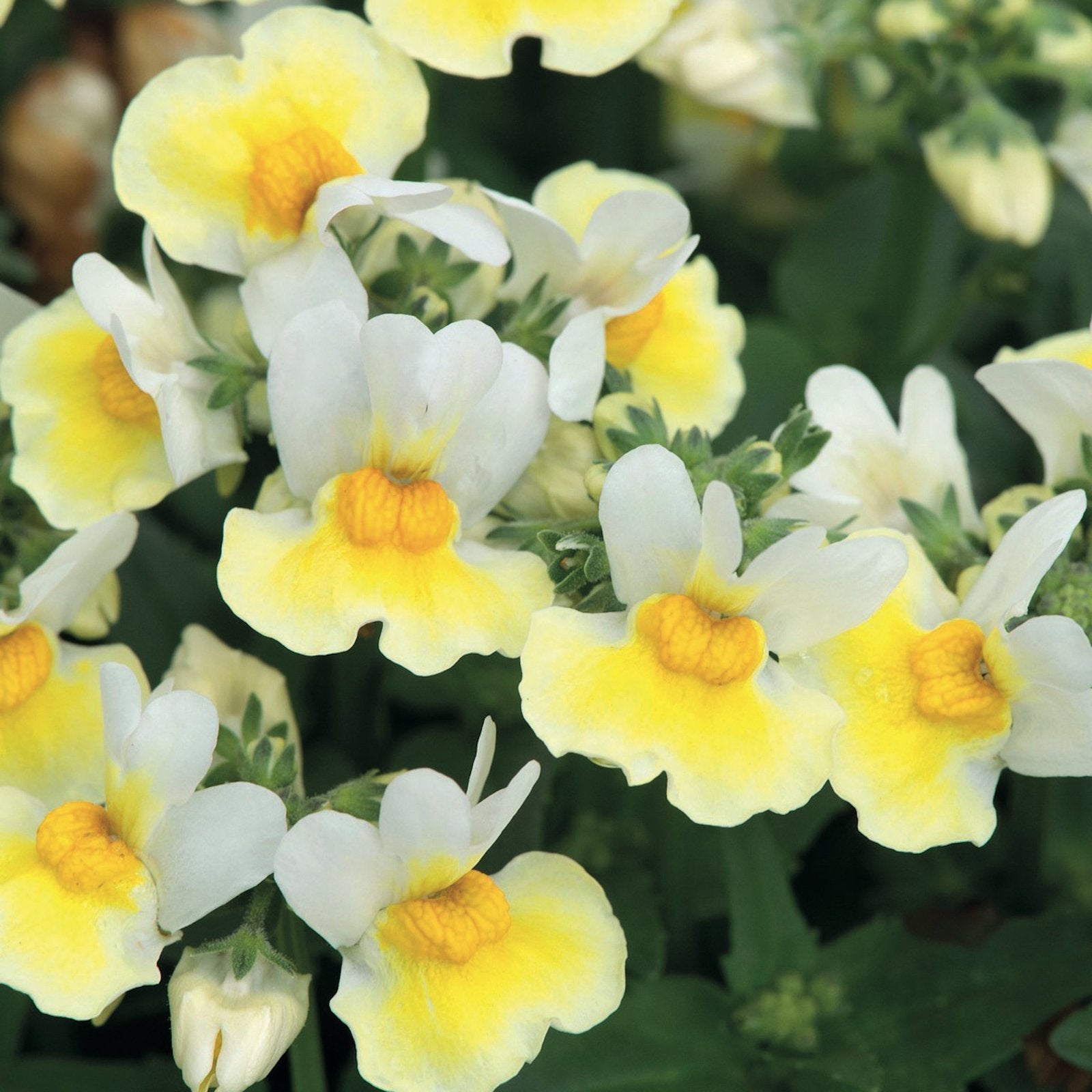 Немезия sun2 White-Yellow bicolor