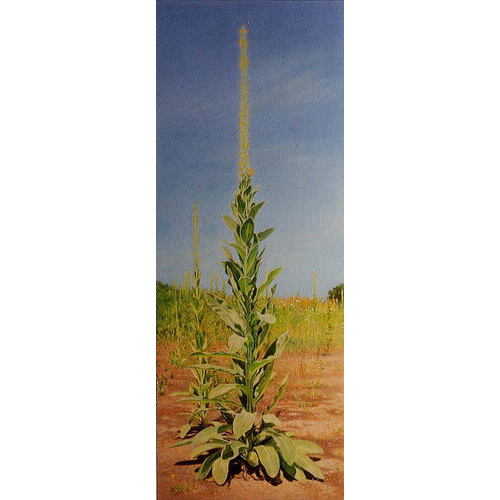 「草の塔（ビロードモウズイカ）」 '98 水彩・アクリルガッシュ 74.4cm×27.8cm