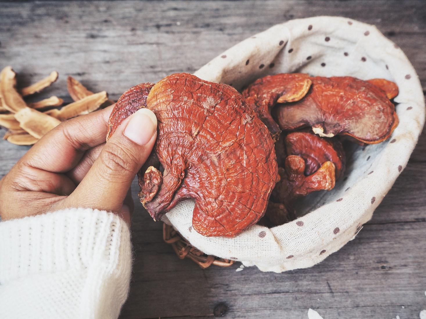 Someone is holding a Reishi mushroom in the hand, and a basket of Reishi mushrooms is standing on the table