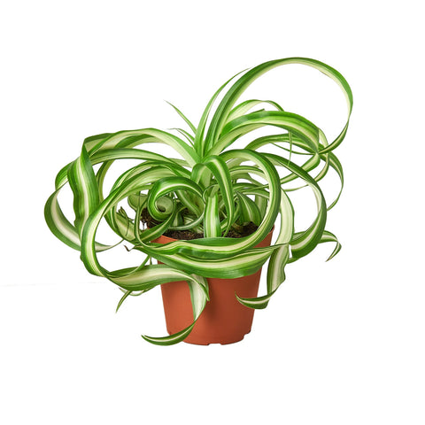 Spider Plant 'Bonnie' Plants at All About Planties