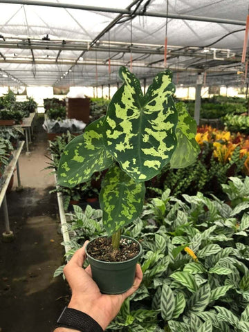 Alocasia 'Hilo Beauty' - Plantas de interior | Consejos de cuidado: [Breve consejo de cuidado] | Palabras clave: [Palabras clave relevantes]