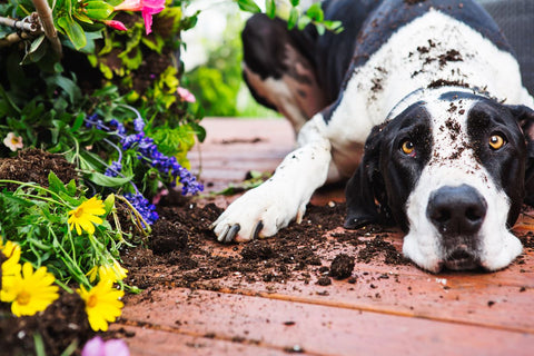 Gran perro blanco y negro tendido en el suelo cubierto de tierra, rodeado de varias plantas y flores de colores.