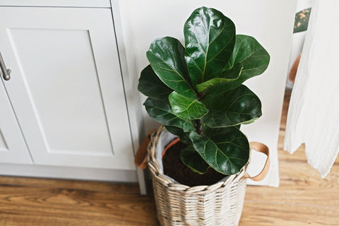 Fiddle Leaf Fig (Ficus lyrata) in a woven basket by a white cabinet.