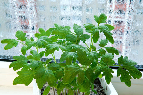 Plantas verdes de interior en el alféizar de una ventana durante el invierno