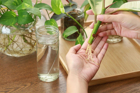 Manos sosteniendo un esqueje de planta de Pothos con raíces, listo para ser colocado en un frasco de vidrio lleno de agua para su crecimiento en interiores.