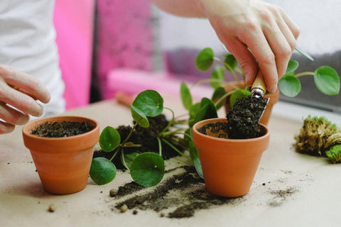 Persona llenando pequeñas macetas de barro con tierra para trasplantar una planta Pilea