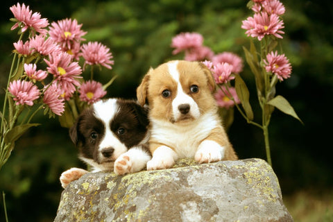 Dos adorables cachorros sentados en una roca rodeados de flores rosas, resaltando un jardín que admite mascotas.