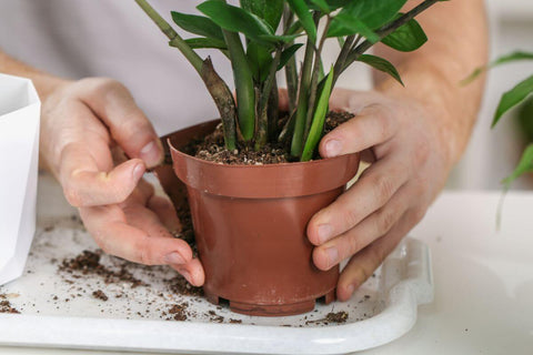 Manos retirando con cuidado una planta de interior de una pequeña maceta marrón, preparándola para trasplantarla.