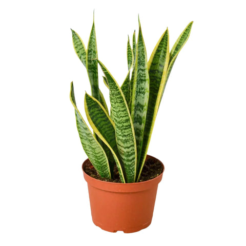 Snake Plant Laurentii - 4" Plant