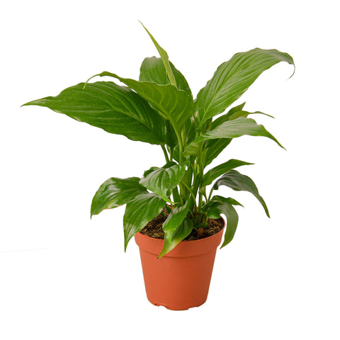 Spathiphyllum-lirio de la paz, maceta de 4 pulgadas