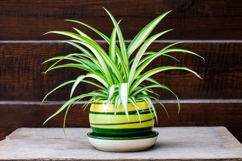 Spider Plant (Chlorophytum comosum) in a colorful pot.