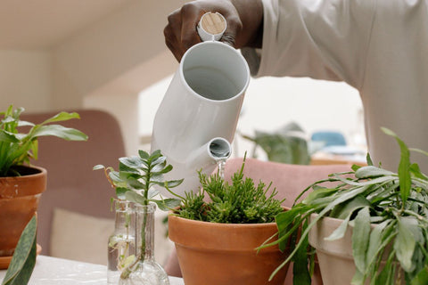 Persona regando plantas en un mostrador