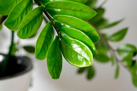 Close-up of ZZ plant leaves