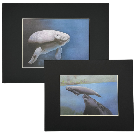 Matted Manatee Print