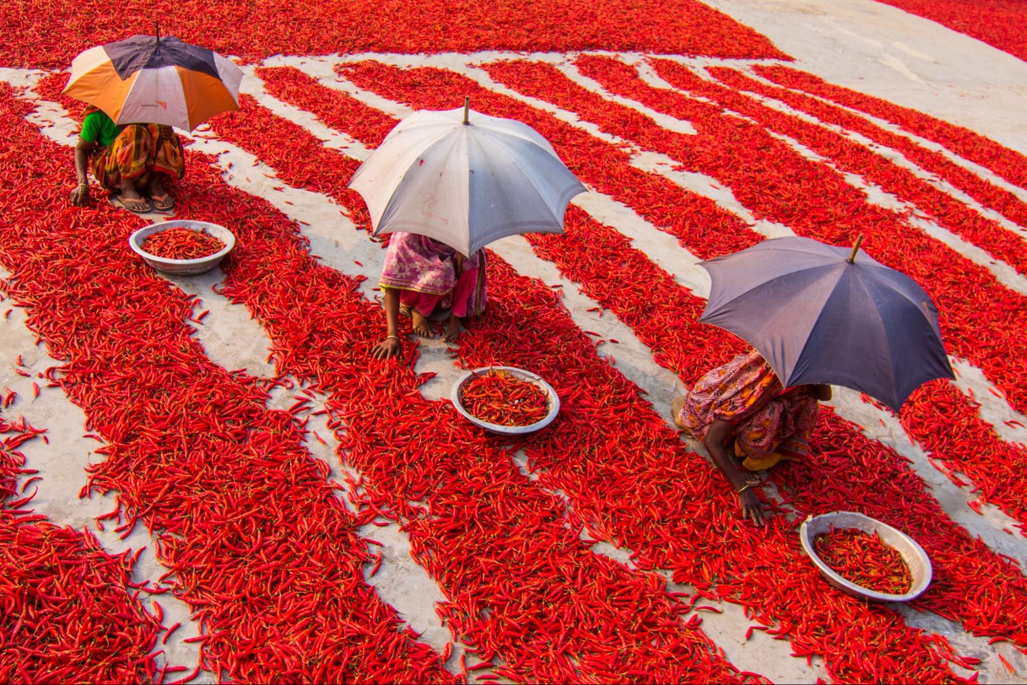 Chili being harvested in India - The Chili Report March 2023 - Red Crushed Chili Shortage  High Quality Organics