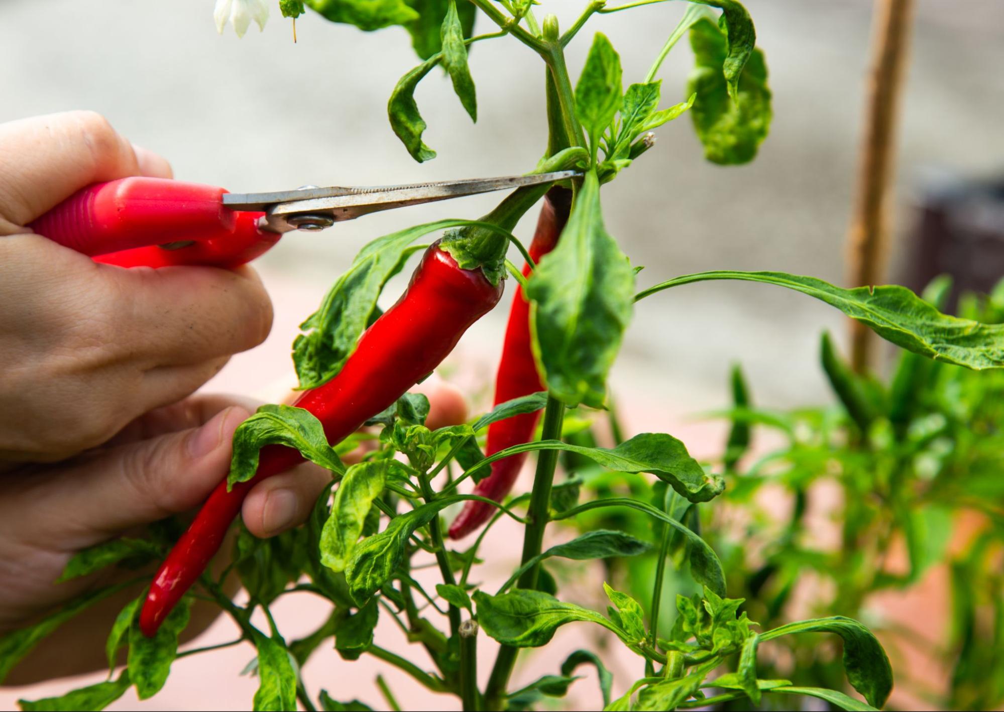 Chili being picked - The Chili Report March 2023 - Red Crushed Chili Shortage  High Quality Organics