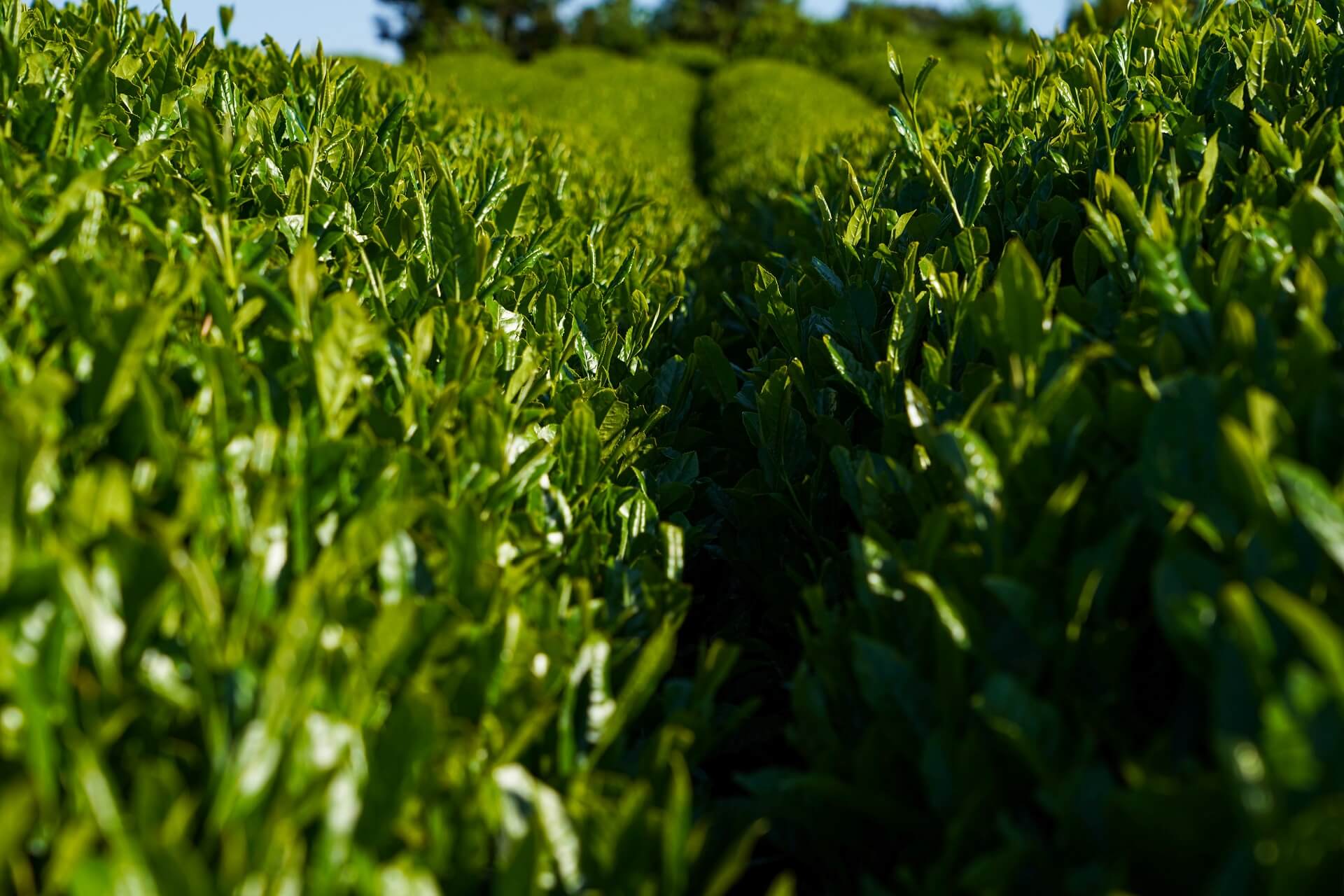 Teeplantage Tee Strauch Pflanze Reihe Japan Kagoshima Bio Matcha Herstellung Matcha Passion 1920x1280