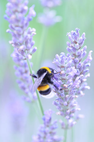 Bumble Bee on Lavender