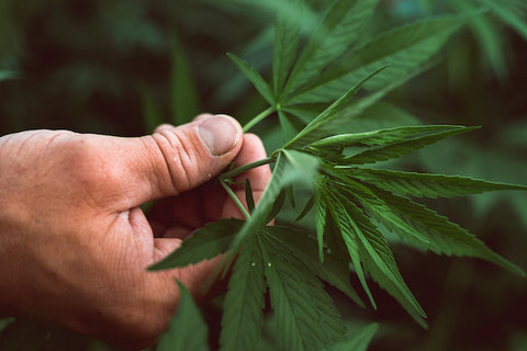 Hemp Plant in Hand