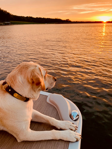 Dog and the Sunset over the Lake