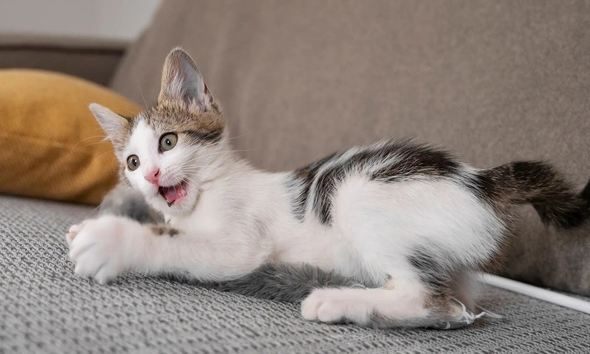 cat playing exercise