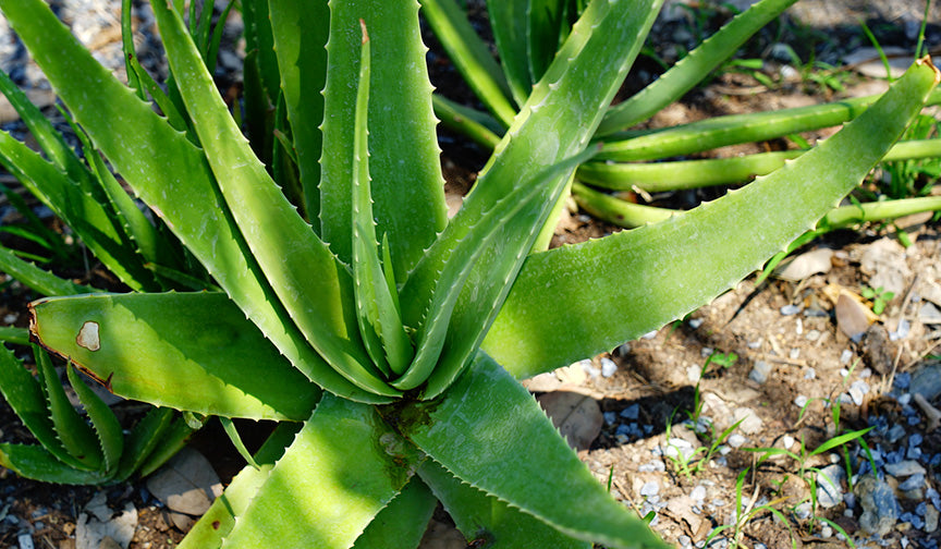 Aloe vera - Aloe Barbadensis