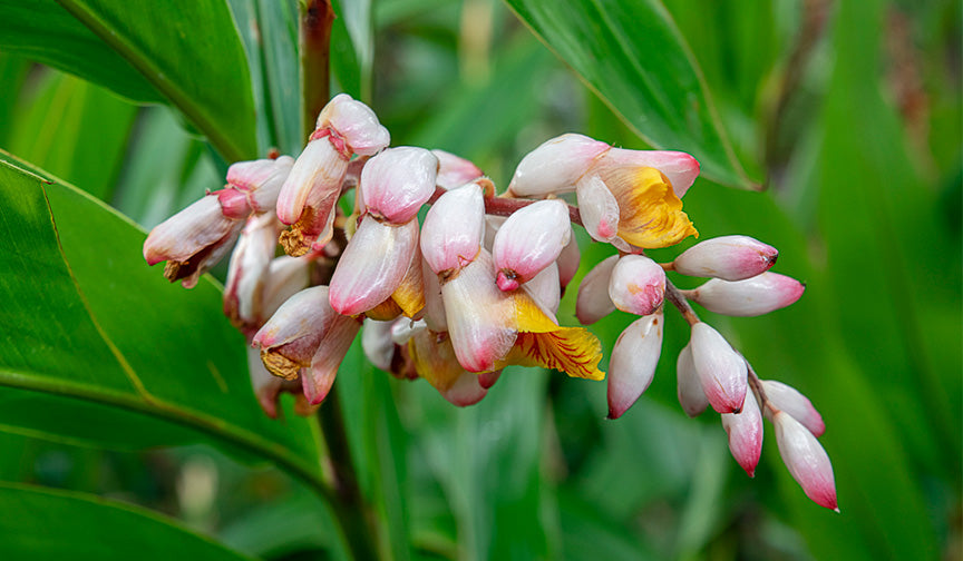 Atoumo - Plante - A tous maux - Alpinia zerumbet