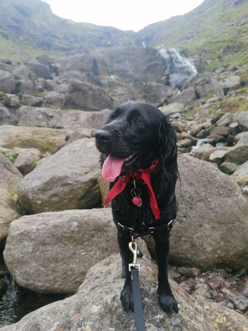 puppy at mahon falls in county waterford