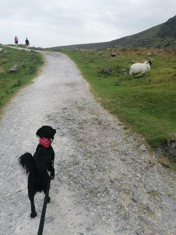 Puppy at Mahon Falls spots a sheep Ireland co. waterford