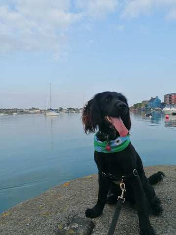 beautiful Dungarvan view with dog wearing tube scarf Snuzzle