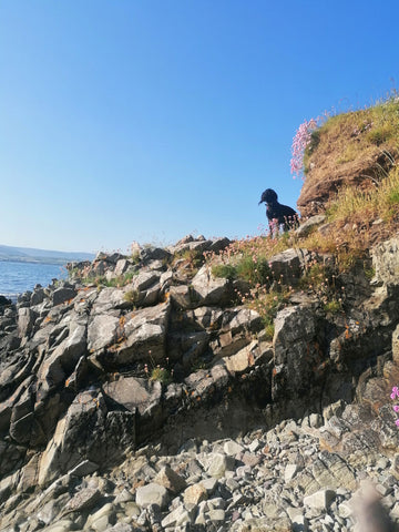 Rock Climbing in Helvick Dungarvan