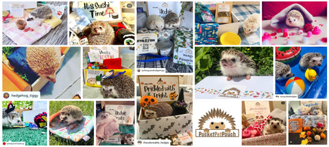 hedgehog box products pet supplies