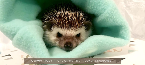 hedgehog snuggling inside pocket pet pouch