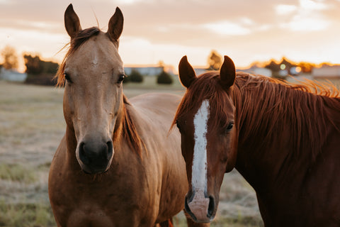A close-up of two horse heads staring directly at the camera at sunset