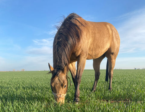 A horse munching on grass