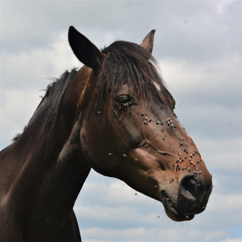 A close-up picture of a sad-looking horse with flies on its face